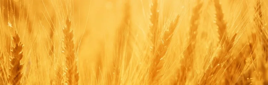 Agricultura ecologică și standardizarea în România
